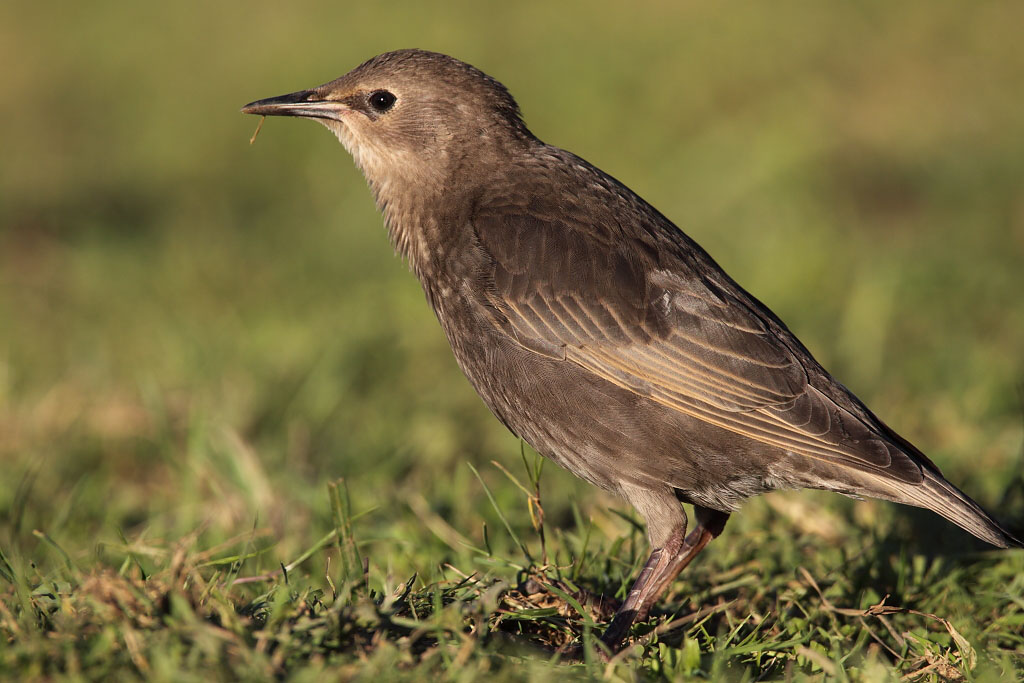 Common Starling