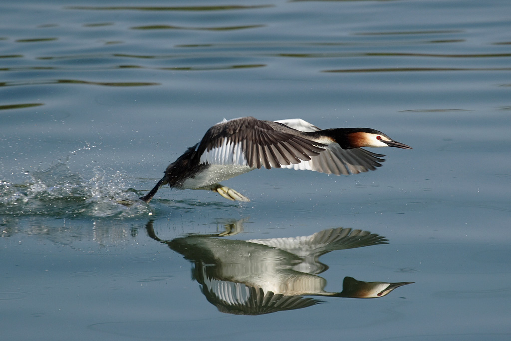 Great Crested Grebe