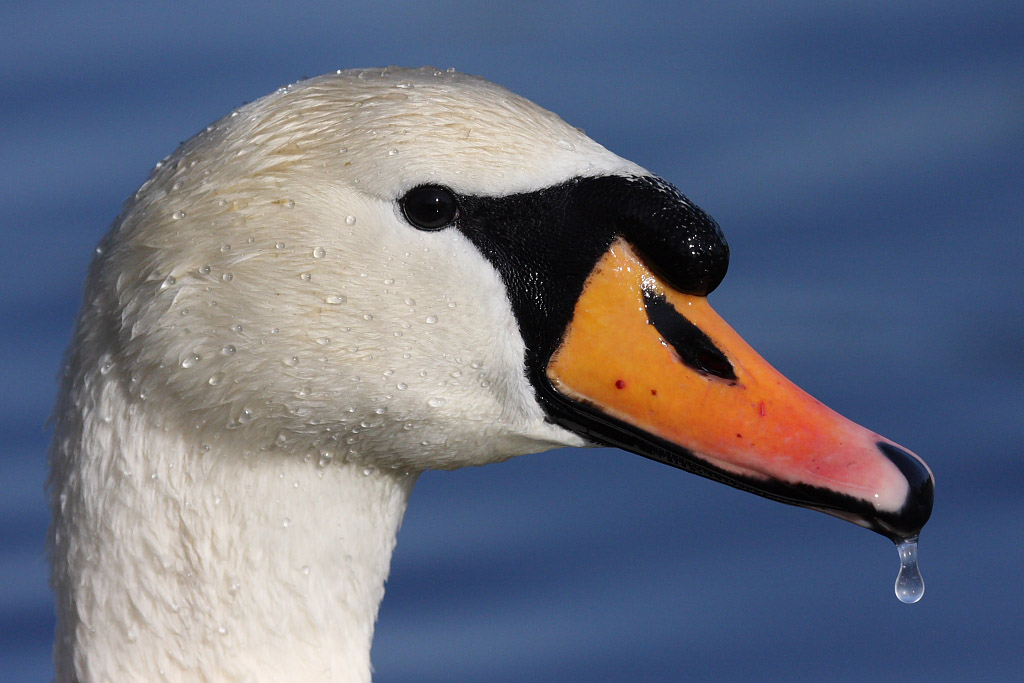 Mute Swan