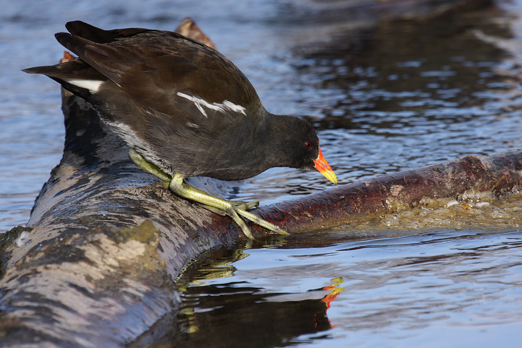 Common Moorhen