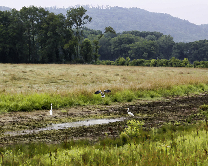white-blue heron 3.jpg