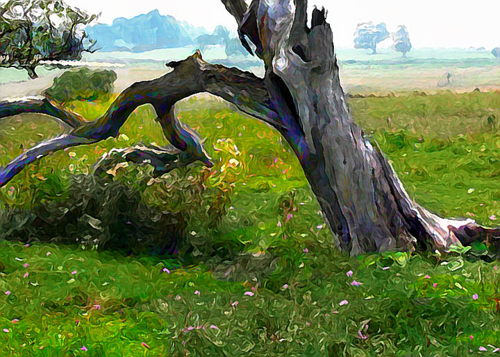 tree smart blur.jpg