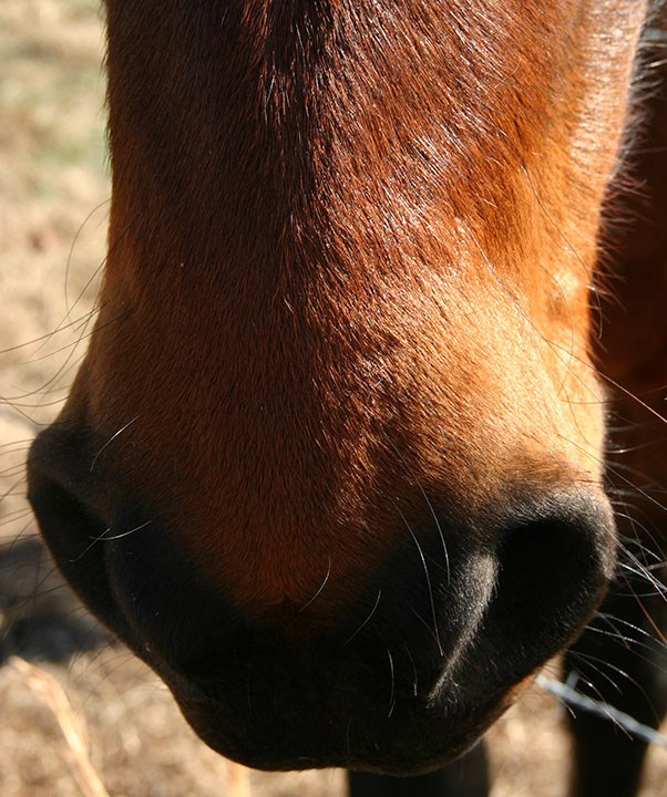 Cracker Jack