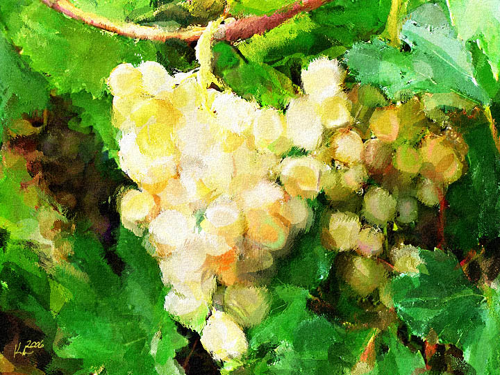 grape rain.jpg