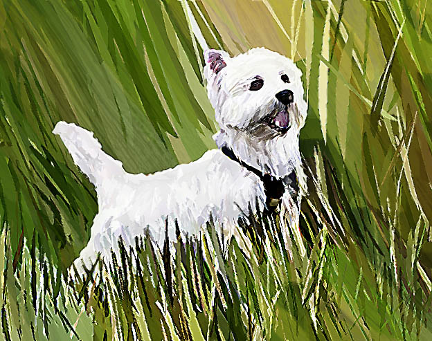 westie.jpg