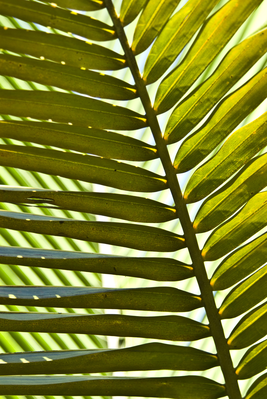 Palm leaves