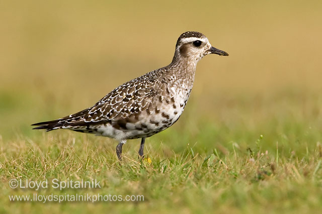 American Golden-Plover