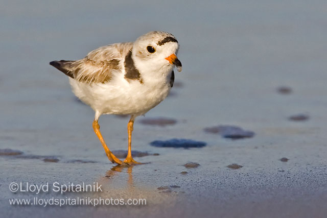 Piping Plover