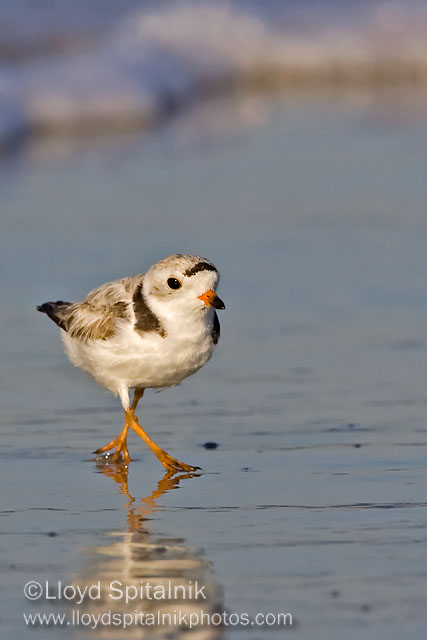 Piping Plover