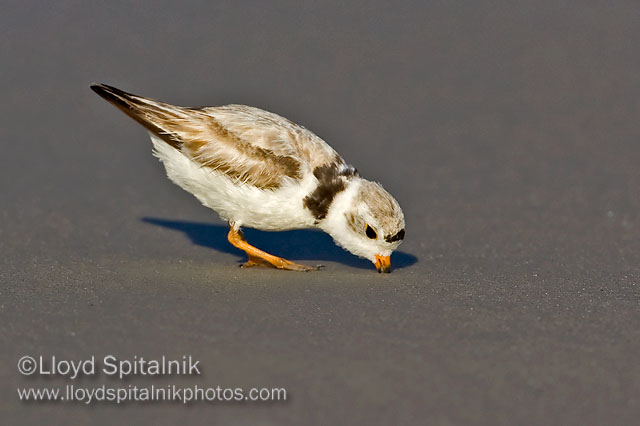 Piping Plover