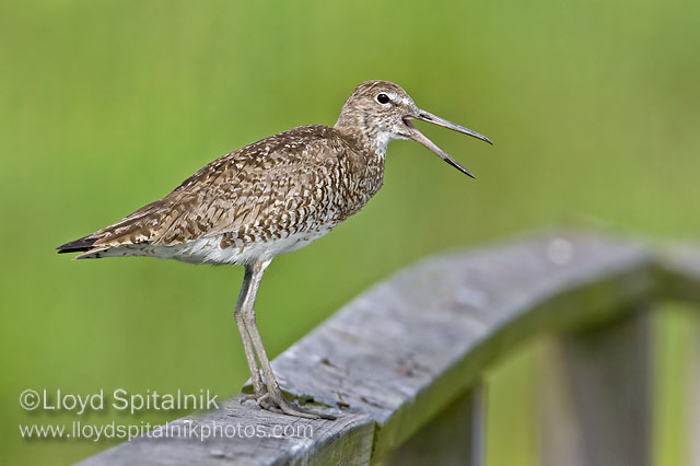 Willet (Eastern)