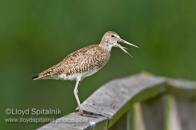 Willet