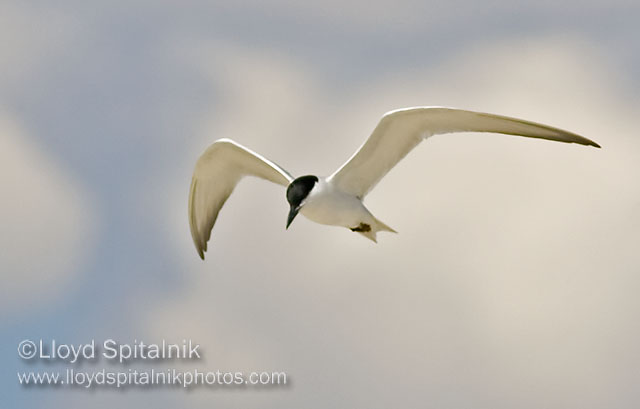Gull-billed Tern