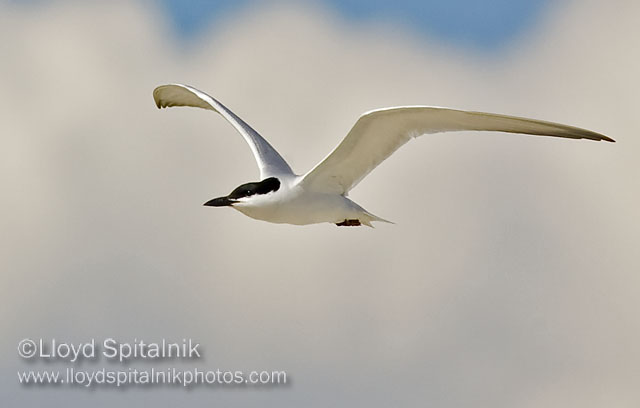 Gull-billed Tern