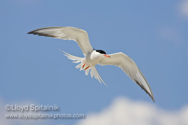 Common Tern