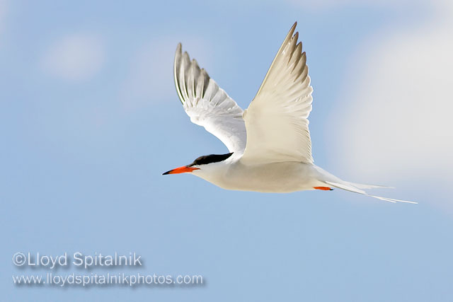 Common Tern