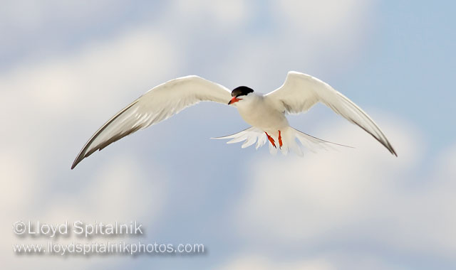 Common Tern