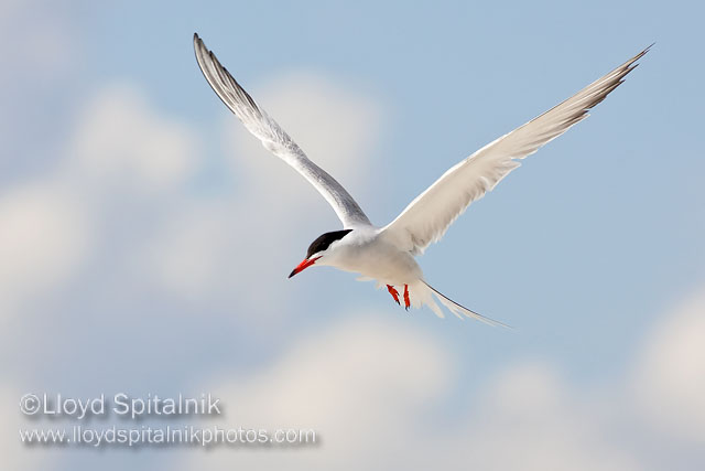 Common Tern