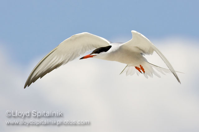 Common Tern