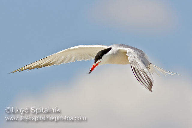 Common Tern