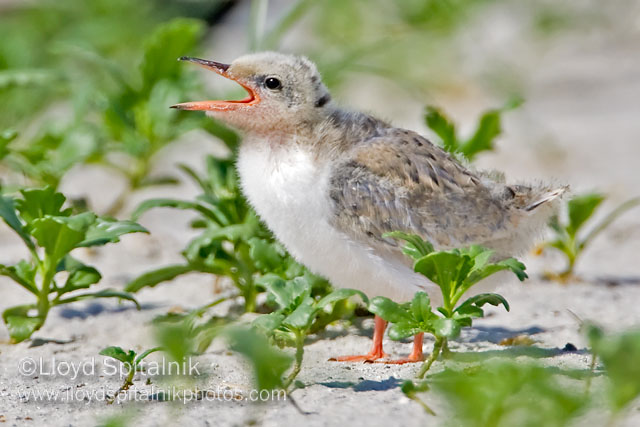 Common Tern