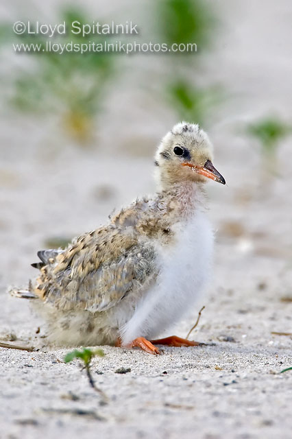 Common Tern
