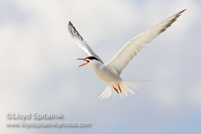 Common Tern