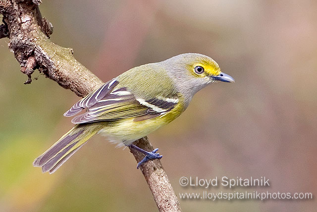 White-eyed Vireo