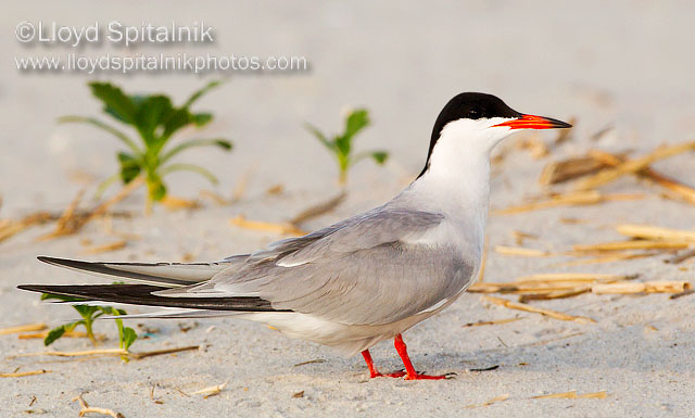 Common Tern
