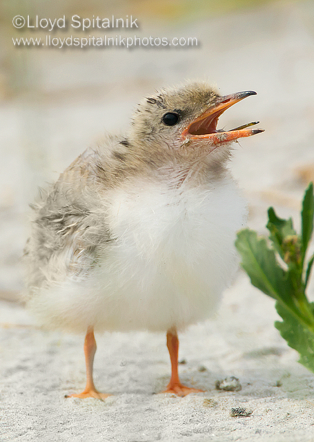 Common Tern