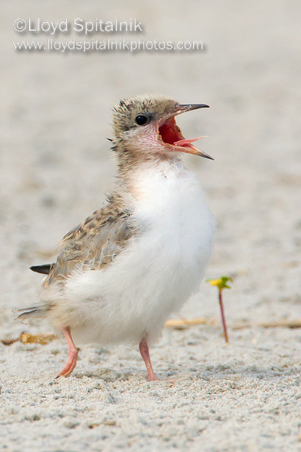 Common Tern