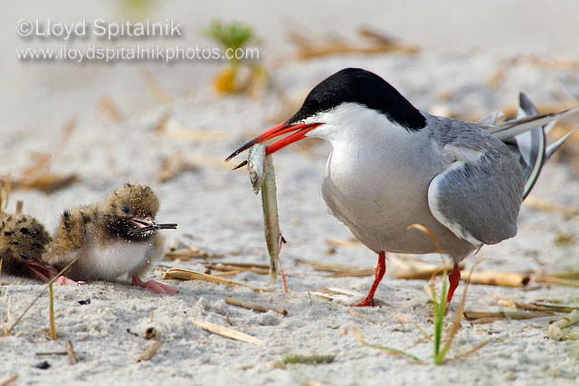 Common Tern