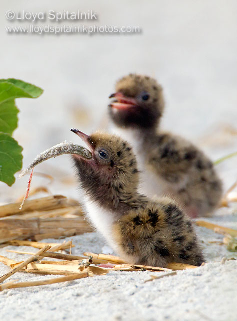 Common Tern (chick)