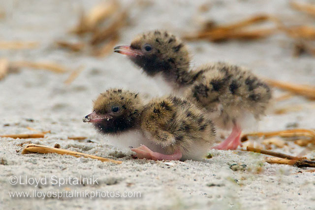 Common Tern (chick)