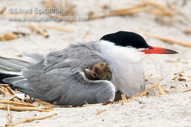 Common Tern