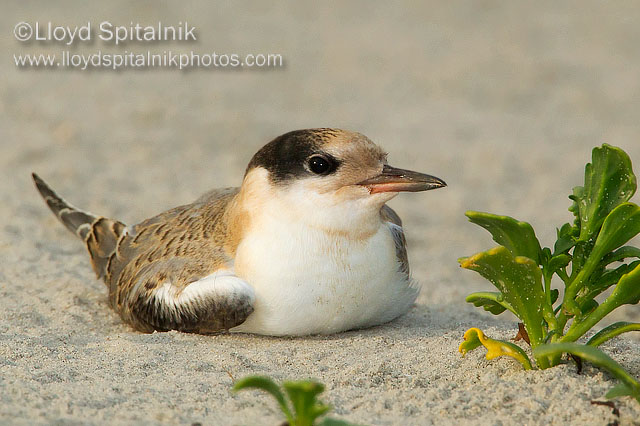 Common Tern  (juvenile)