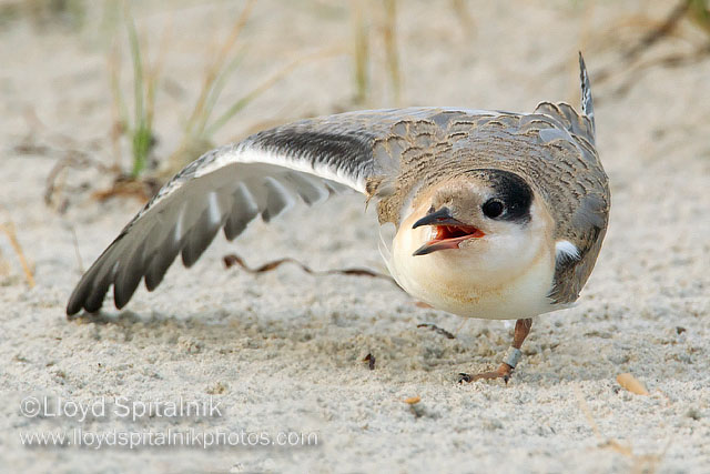 Common Tern (juvenile)