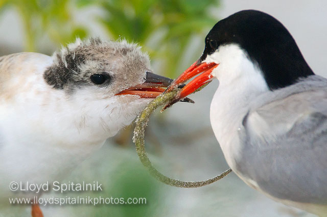 Common Tern