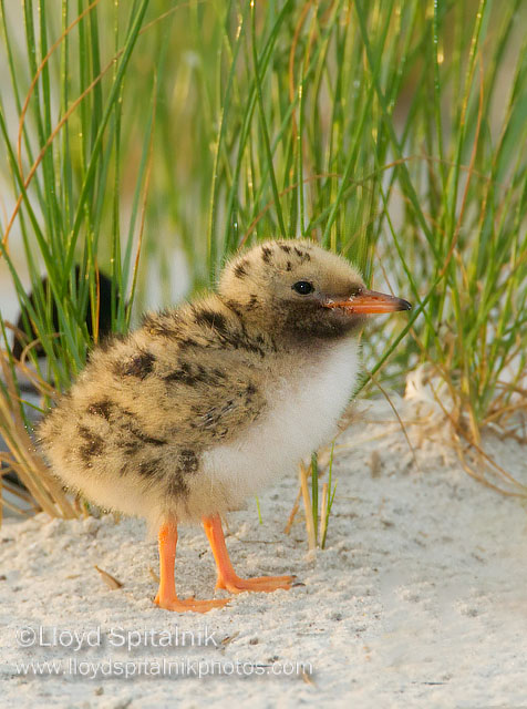 Common Tern 