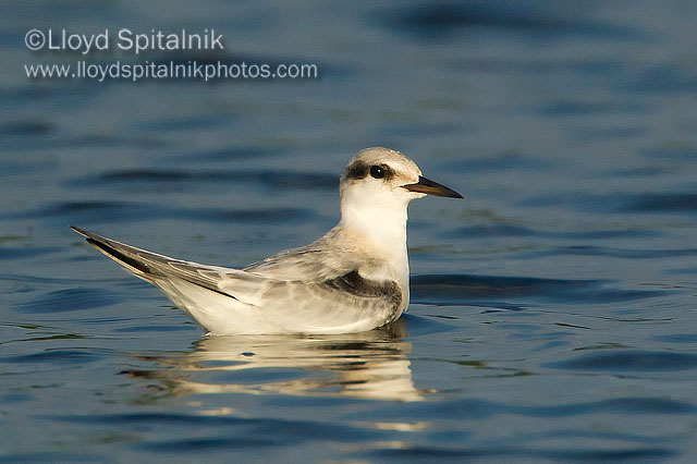 Common Tern