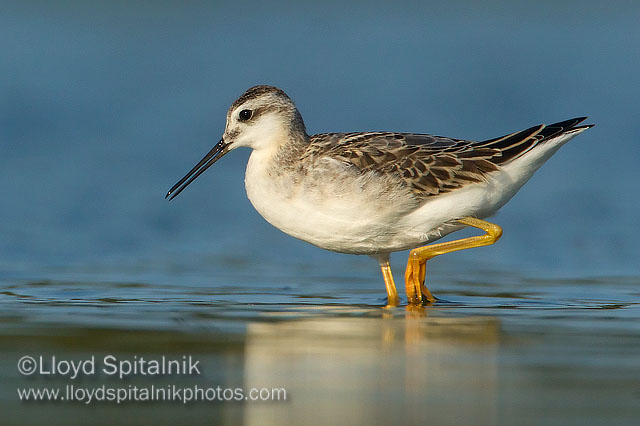 Wilsons Phalarope