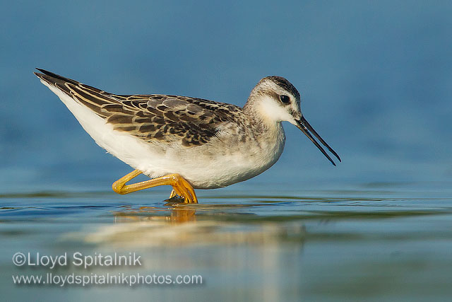 Wilsons Phalarope