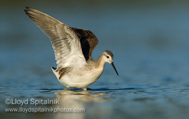 Wilsons Phalarope