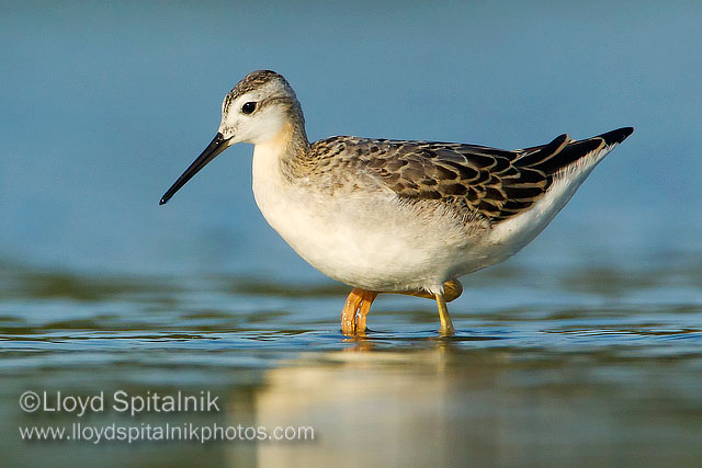 Wilsons Phalarope