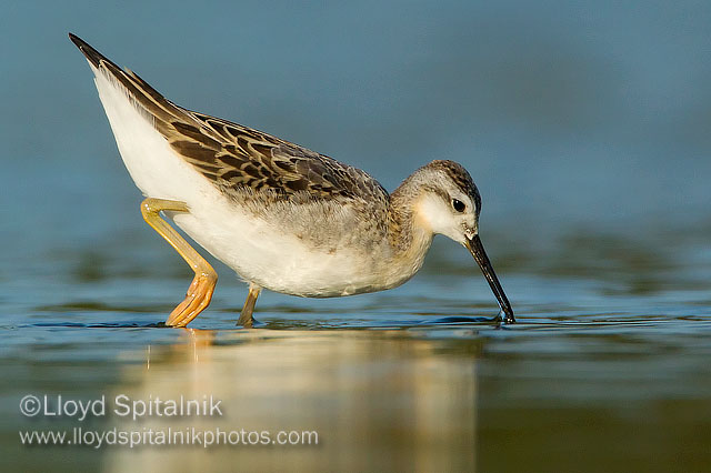 Wilsons Phalarope