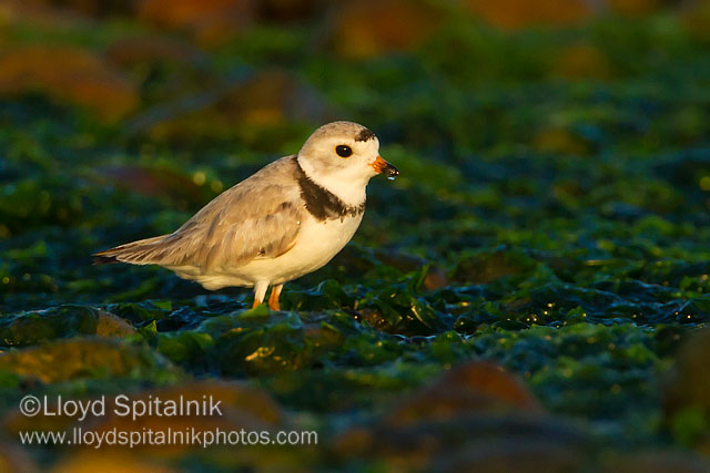 Piping Plover