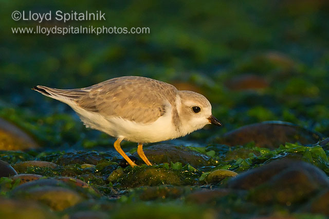 Piping Plover (juvenile)