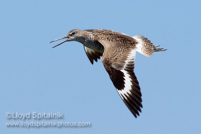 Willet