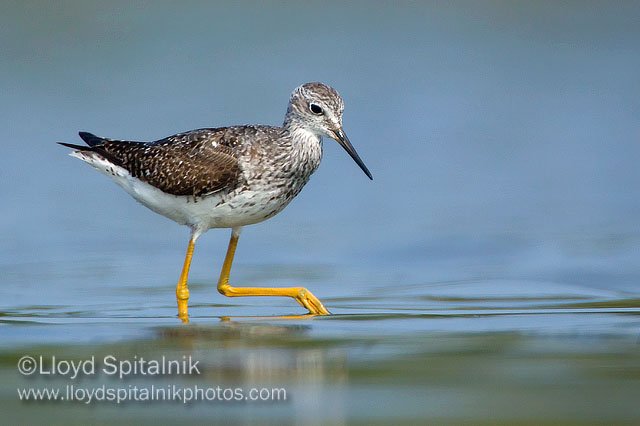 Lesser Yellowlegs