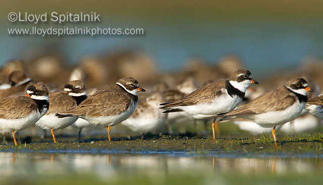 Semipalmated Plover